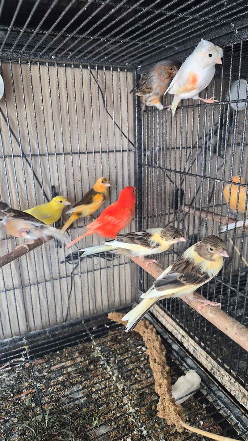   Canaris mâle et femelle  