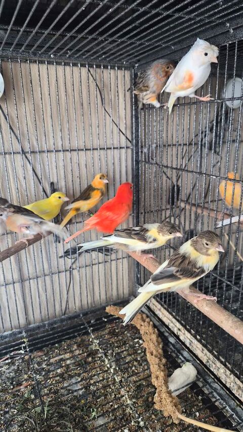 Canaris m&acirc;le et femelle 0 86430 Luchapt