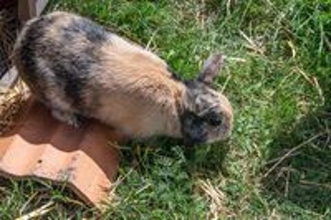   ROUKY, adorable lapin nain tricolore  adopter via l'association UMA 