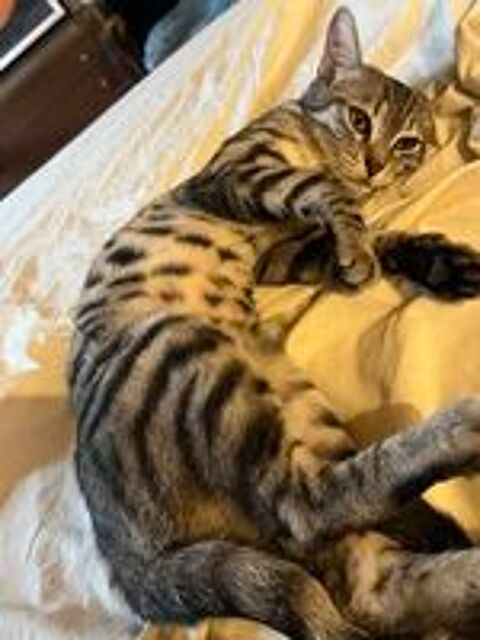   Zelda une jeune chatte parfaite ! 