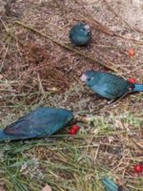  kakarikis bleu bagués 2026 
