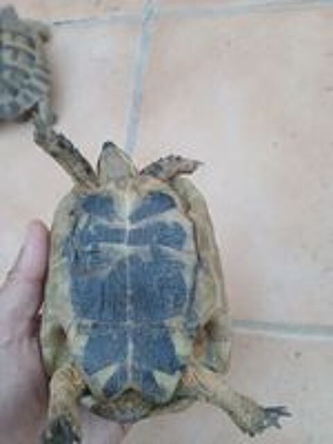   Couple de tortue de terre de 7 ans  