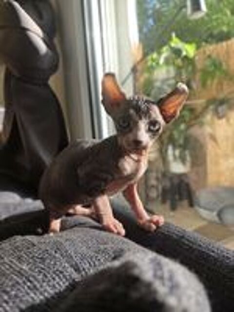  Chatons mâles sphynx et elfe 