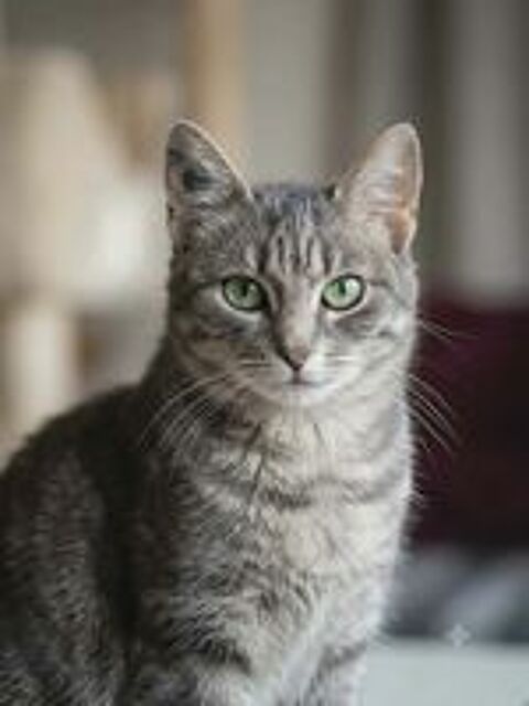   Steffy jeune chatte caline 6 mois cherche famille 