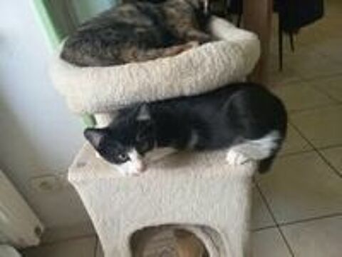   Chat BIJOU à l adoption 