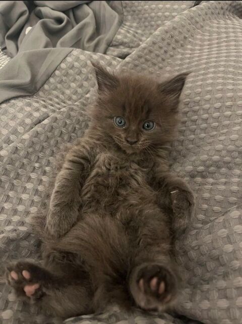 Chatons Maine Coon non LOOF &agrave; r&eacute;server 800 83170 Rougiers
