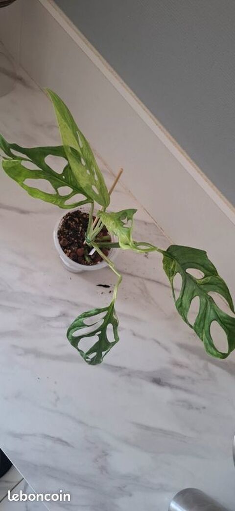 Monstera adansonii indonesian marble bouture 67 Clermont-Ferrand (63)