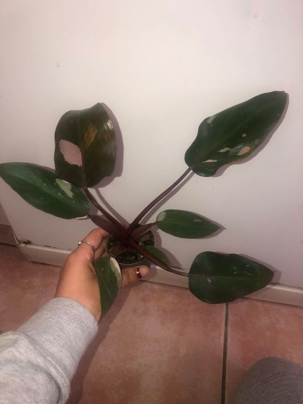 plante philodendron pink princess Jardin