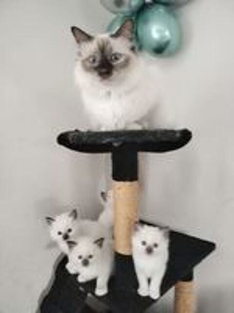   chaton mâle sacrée de birmanie 