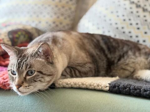 Chat BOUBA &agrave; l adoption 100 26130 Saint-restitut