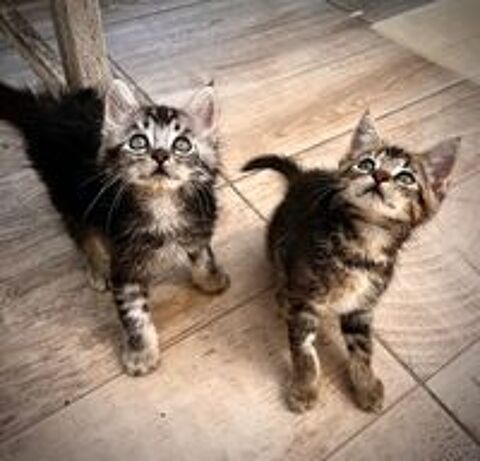   Chats et Chatons adorables à l'adoption association Chats du Quercy 