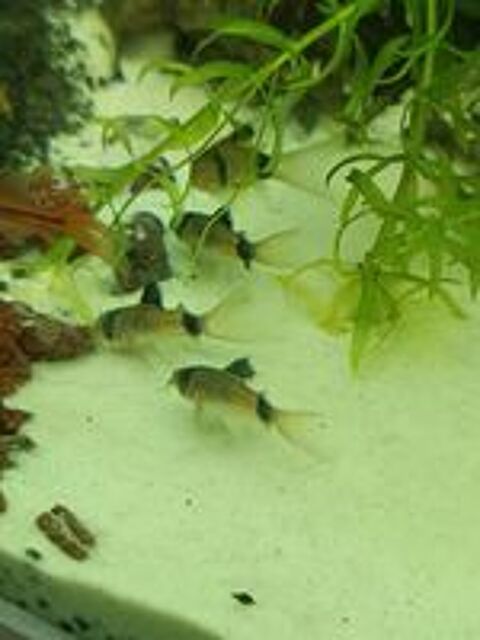   Corydoras Panda a voile  