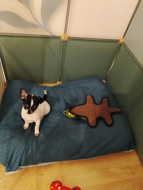 Adorable Chiot chihuahua 700 45340 Nibelle