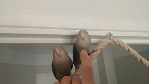 Ins&eacute;parables EAM 50 09000 Foix