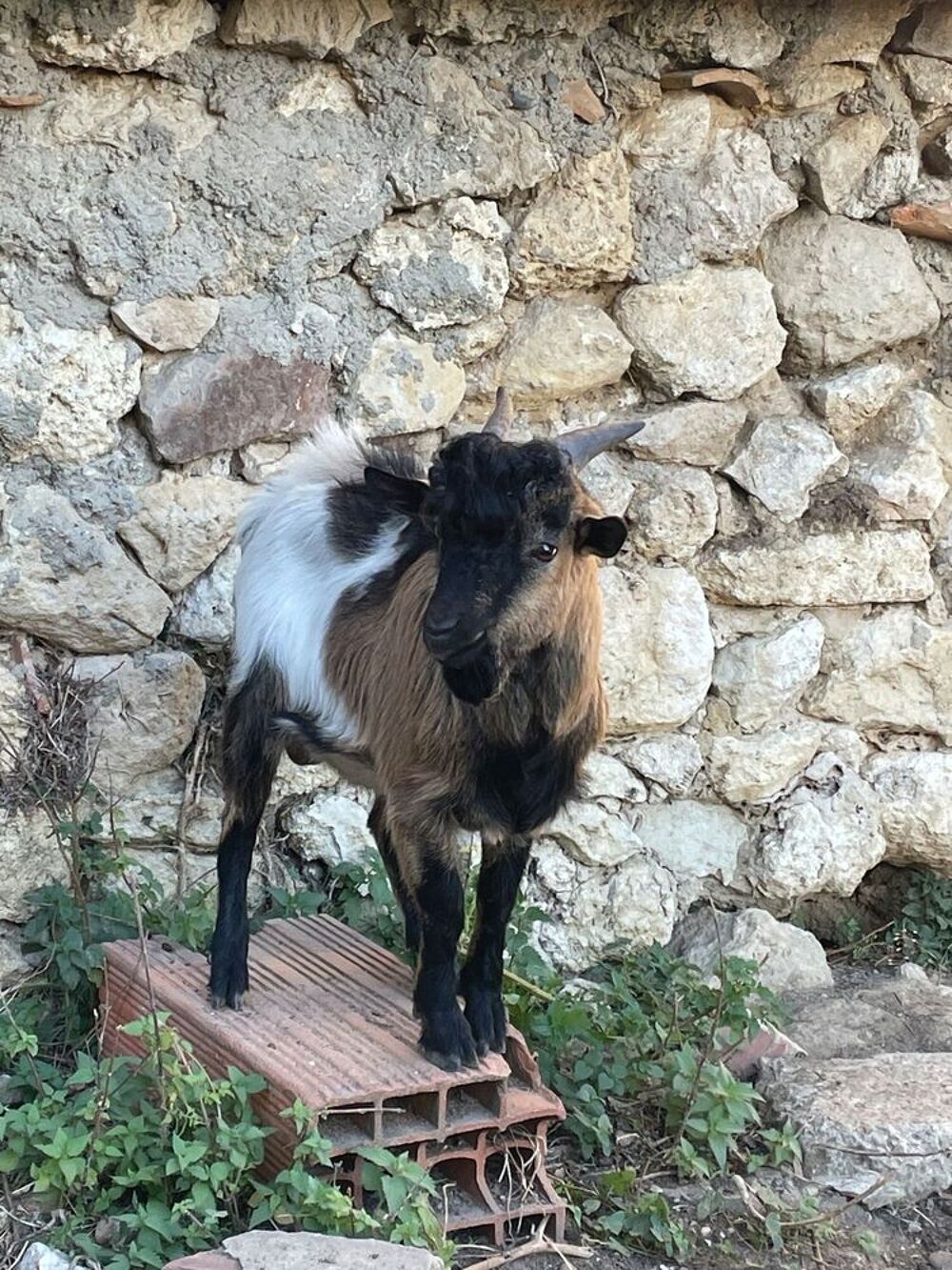   Jeune bouc nain tricolore non-castré ? Vif, curieux et en pl 