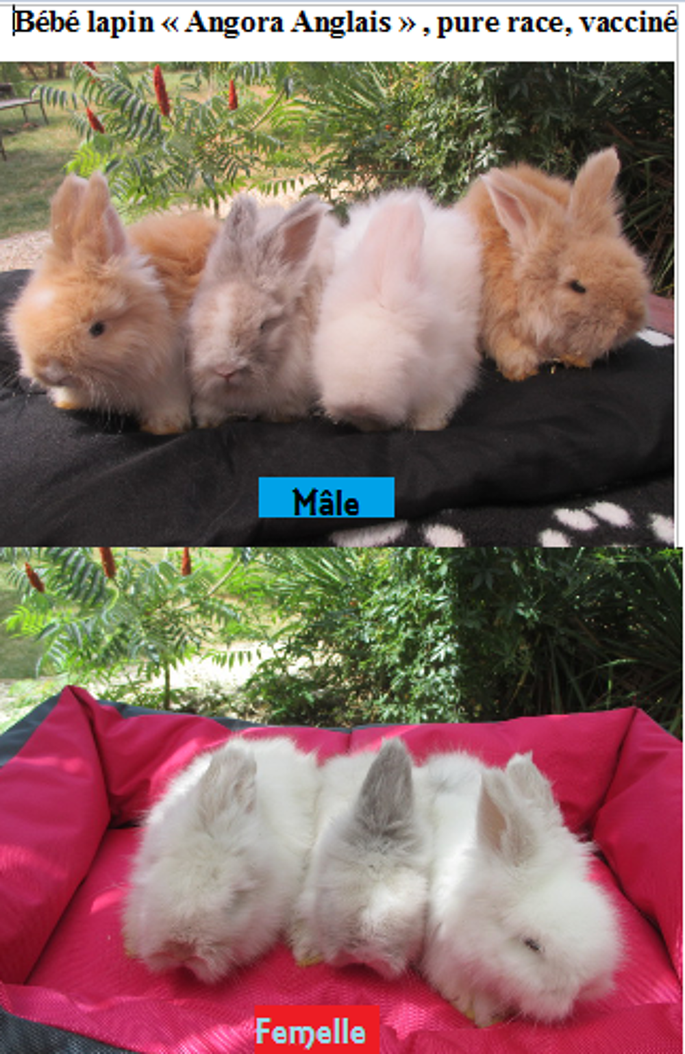  bb lapin ANGORA ANGLAIS, pure race , yeux bleus 
