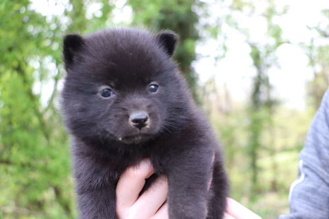 Pomsky F2A avec p&eacute;digr&eacute;e? Petite perle noire, format mini 950 53220 Larchamp