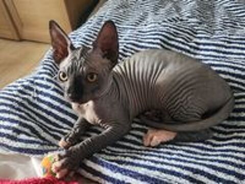   Chatons Sphynx Hairless Loof 
