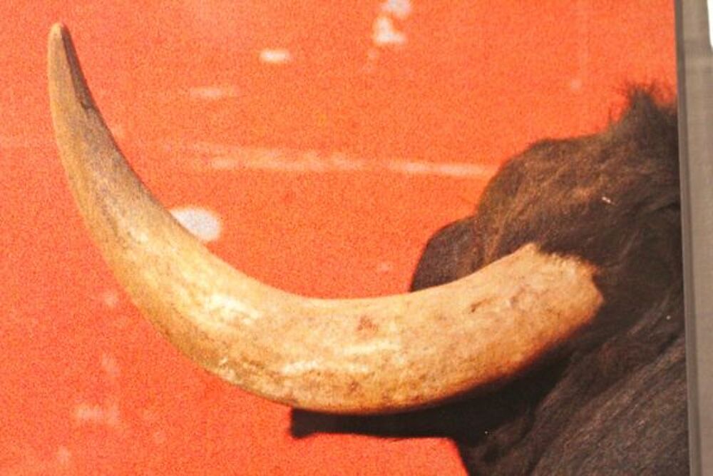 TAUROMACHIE: "LA CORNE GAUCHE " Décoration