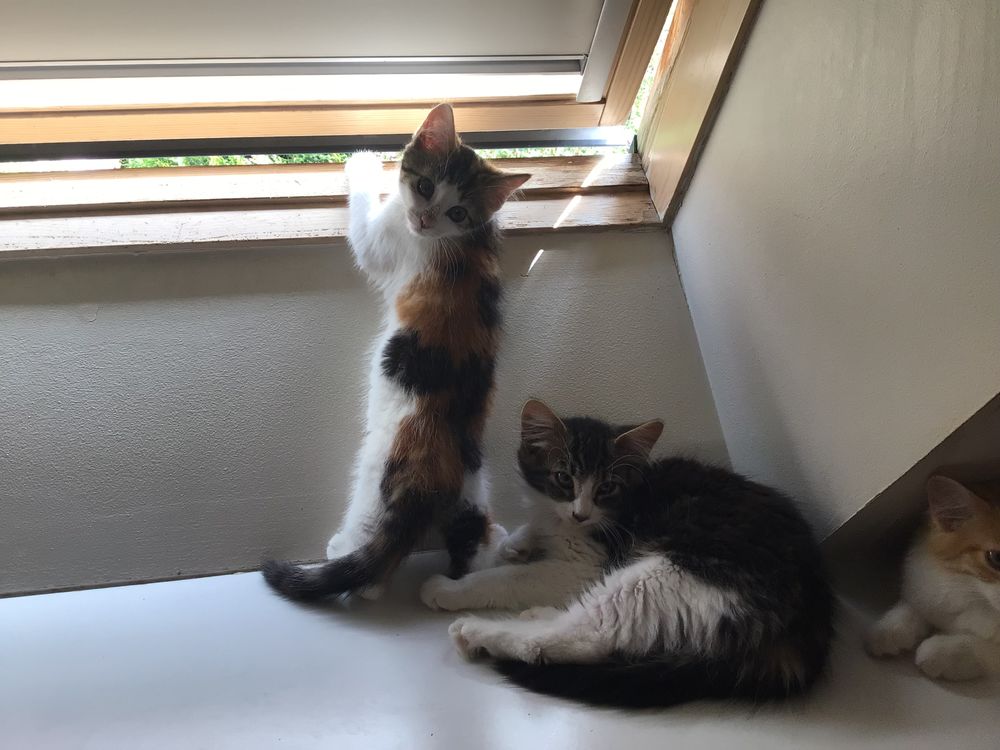   Chatons à adopter 