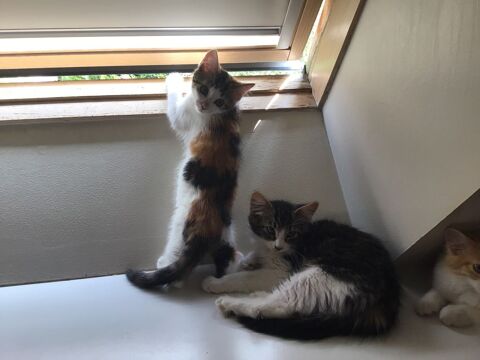 Chatons &agrave; adopter 155 14250 Chouain