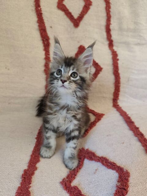 Chatons Maine Coon LOOF &agrave; r&eacute;server 1100 30200 Saint-nazaire