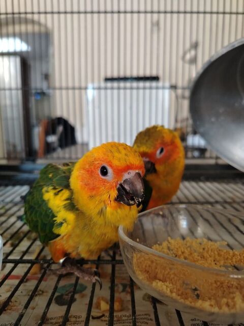 Conures soleil el&eacute;v&eacute;s a main 
350 06500 Menton