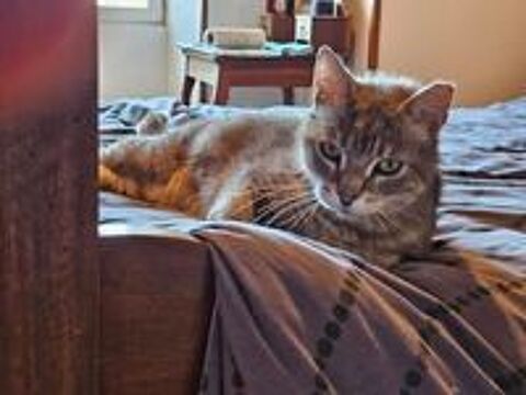   Chat SOLEIO à l adoption 