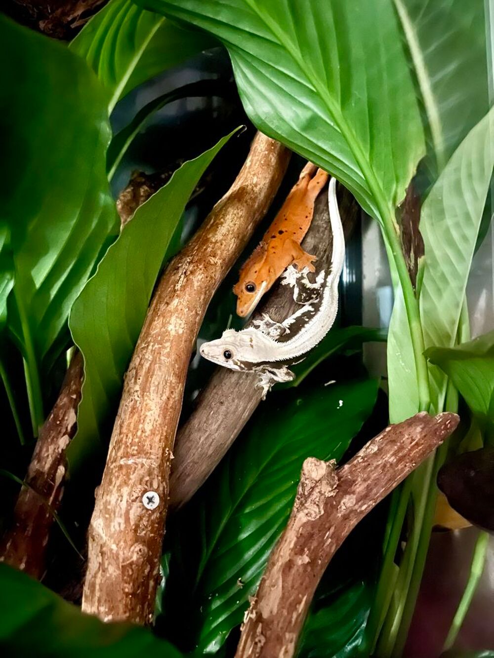   Gecko a crête et cloporte disponible  