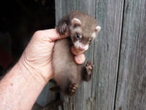   furet 