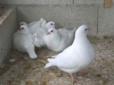   Pigeons hubbell blancs 