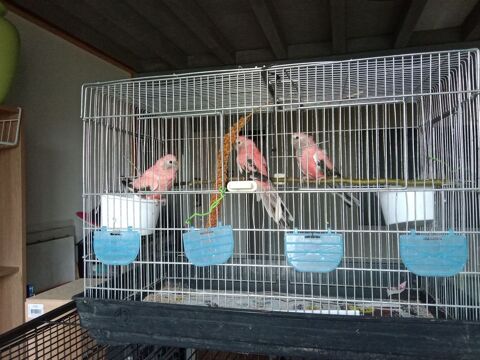 perruche de bourke femelle 35 28250 Senonches