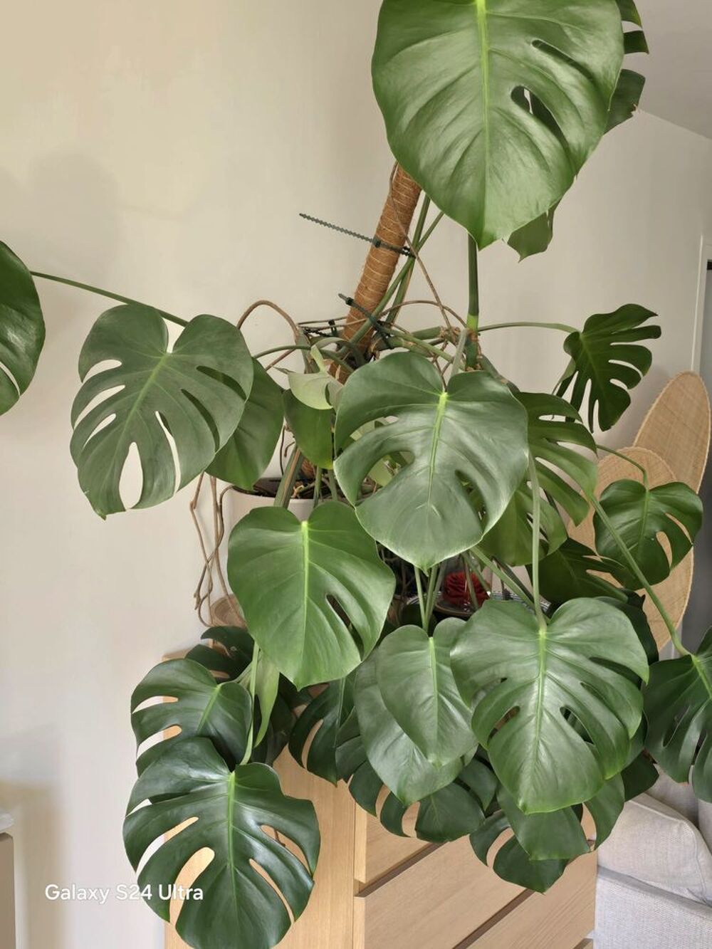Plante Monstera Deliciosa 13ans d'&acirc;ge Jardin