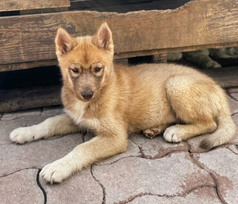 Chiot husky LOF 700 91650 Breuillet