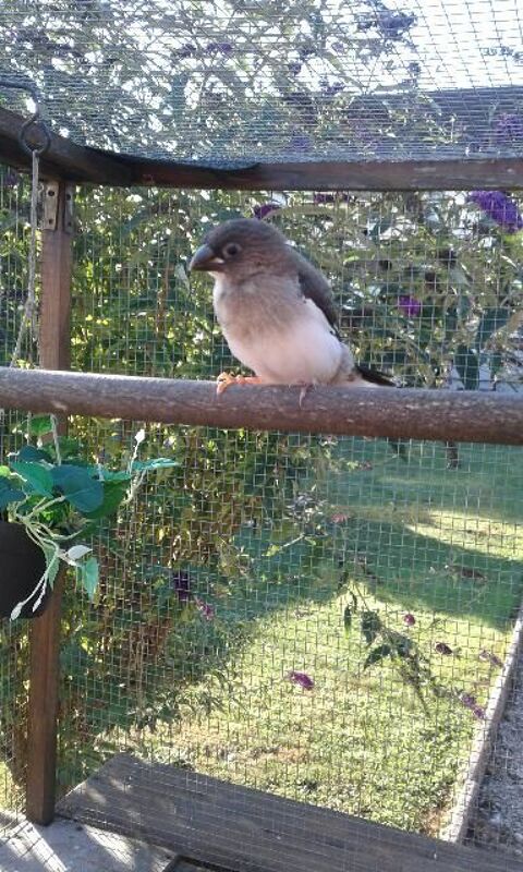 Moineaux du japon 15 71210 Saint-laurent-d'andenay