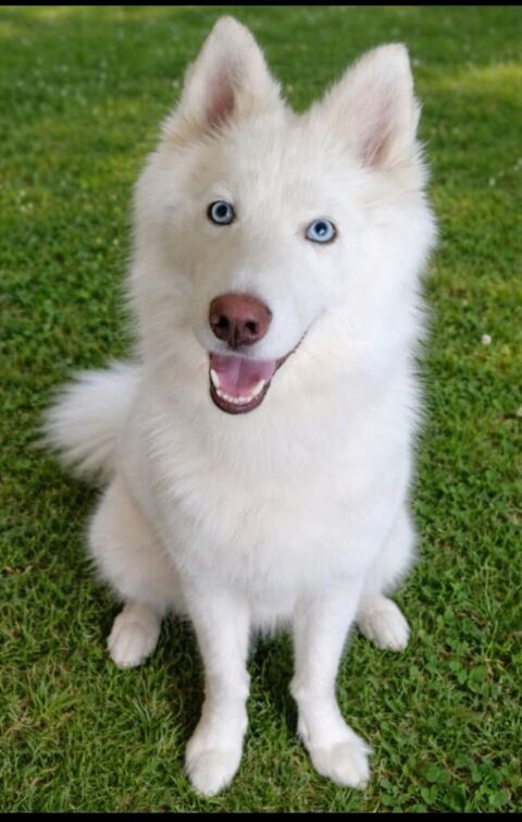 Jeune chien husky 150 14800 Deauville