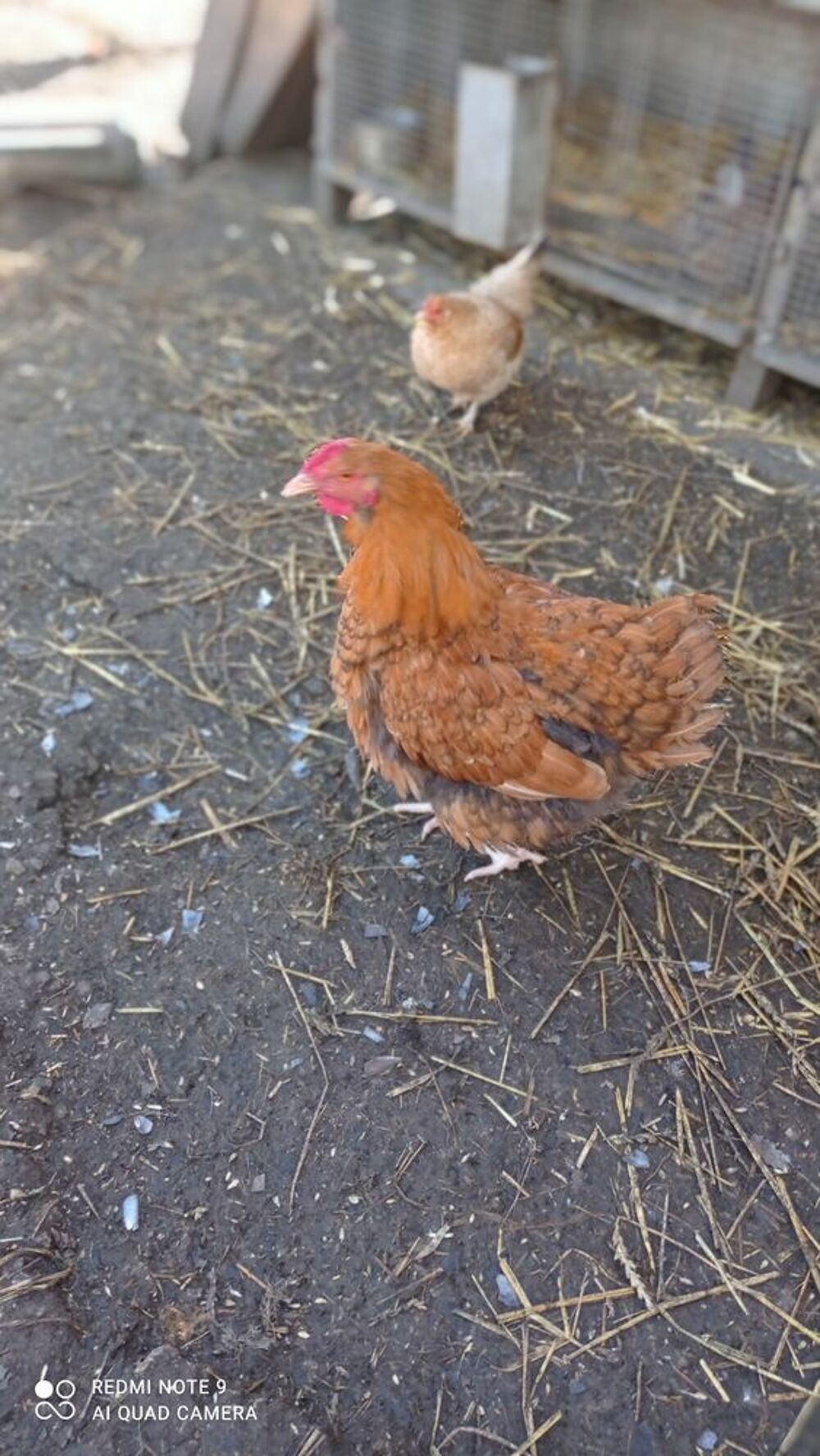 Jeune poulet Jardin
