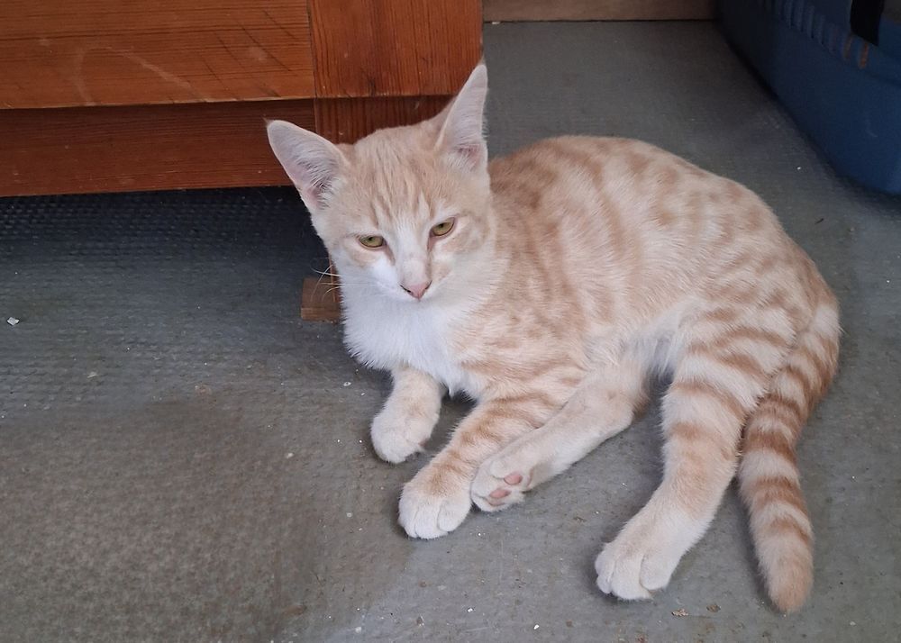   chaton tigré clair roux 5mois et demi castré pucé  