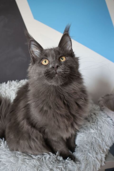 Maine coon LOOF 1200 59500 Douai
