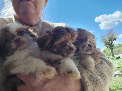 Croisé Shih tzu/Chihuahua... 550 86220 Les ormes