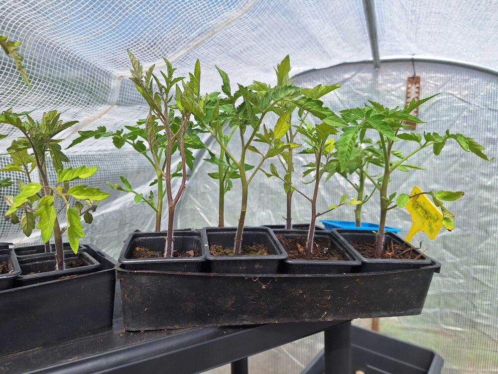 tomate Jardin