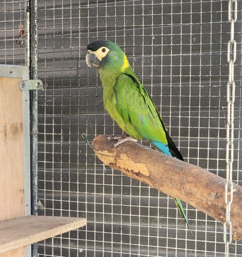 ara auricollis 400 85130 Les landes-genusson