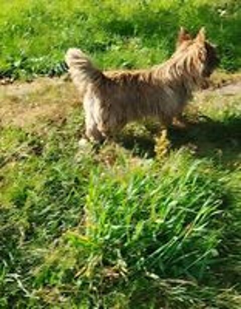   Magnifique cairn terrier  