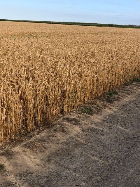 blé de printemps
62000 Arras