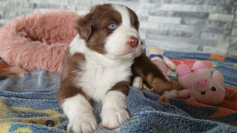 Chiots Berger Australien LOF parents test&eacute;s 1 03130 Le donjon