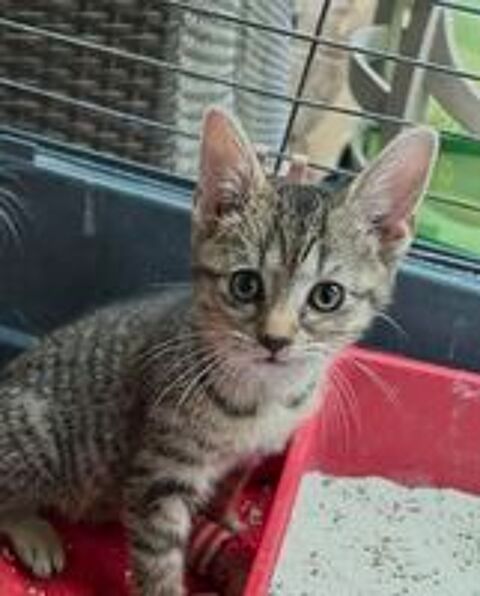   chatons 