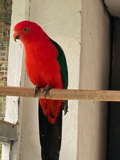 Perruche Royale 0 29520 Ch�teauneuf-du-faou