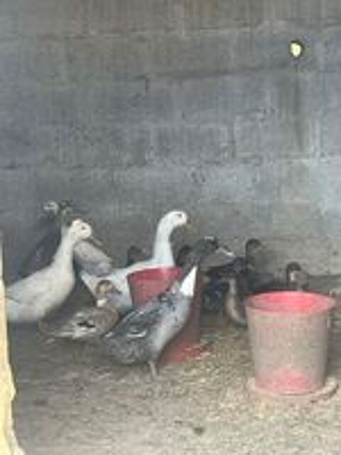   Canards 