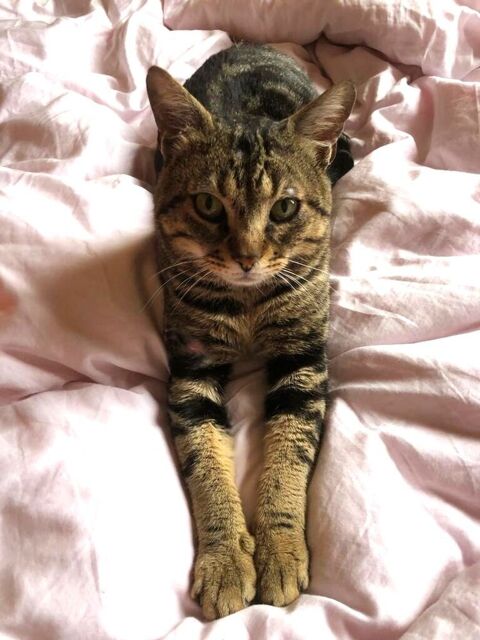 BERTRAND CHAT TIGRE 2 ANS 1/2 195 92260 Fontenay-aux-roses