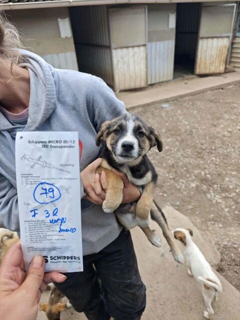 Bijou à l'adoption 320 24000 Prigueux